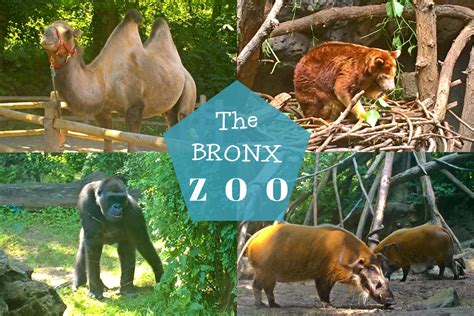 The Bronx Zoo – Chey Chey from the Bay