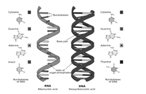 Notes on Structure of DNA & RNA