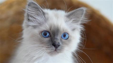 Birman - Price, Personality, Lifespan