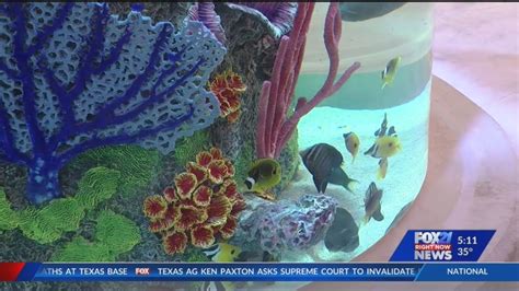 Colorado Springs Scheels aquarium stocked with hundreds of fish | FOX21 ...