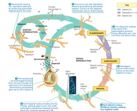 Glomeromycota Life Cycle