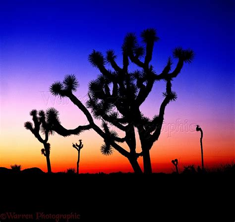 Joshua tree at sunset photo WP01796