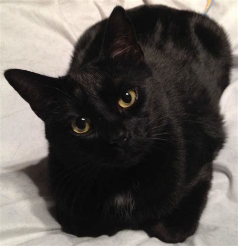 Black Cats: Most Common, Least Desired - Fundamentally Feline