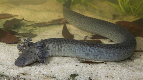 Scientists Discover Rare ‘Siren’ Salamander Species in Florida