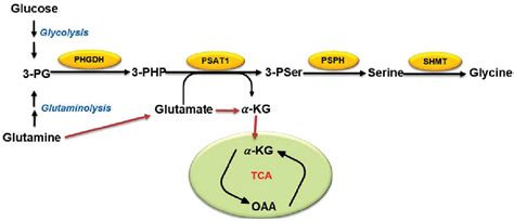 Figure 1 from Serine, glycine and one-carbon metabolism in cancer ...