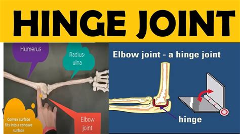 Hinge Joint Elbow