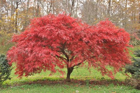 Japanese Maple (Acer palmatum) - Heritage Fruit Trees