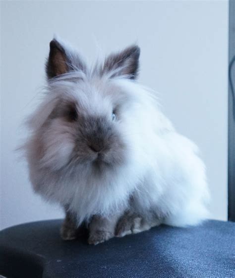 Lionhead rabbit - Wikipedia