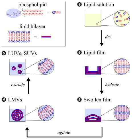 Liposome Nanoparticles | UCSD CENG 176 Wiki | Fandom powered by Wikia