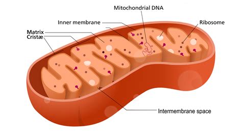 Labelled Diagram Of Mitochondrion