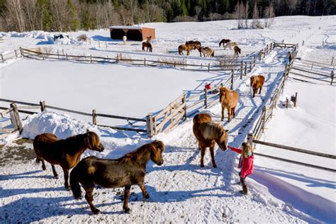 Vermont Icelandic Horse Farm, Waitsfield Lodging, Horseback riding ...