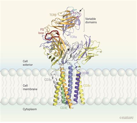 The T-cell receptor – TCUBEit