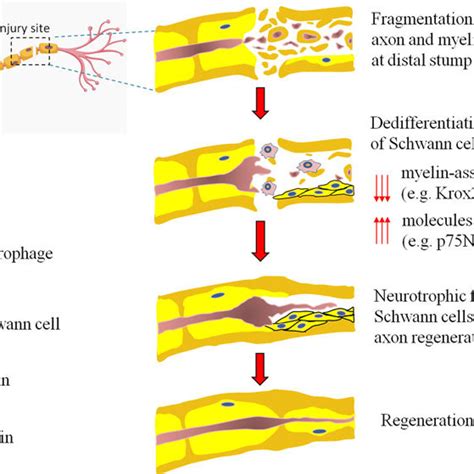 Schematic showing an overview of nerve regeneration after injury ...