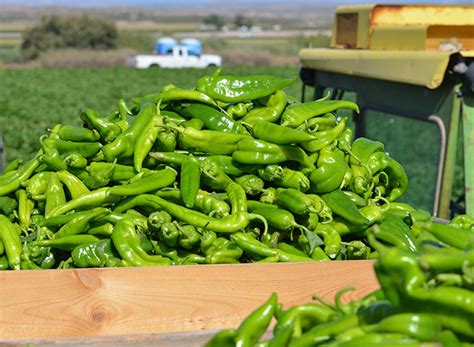 It's Hatch Chile Season Again: Austin celebrates the seasonal pepper ...