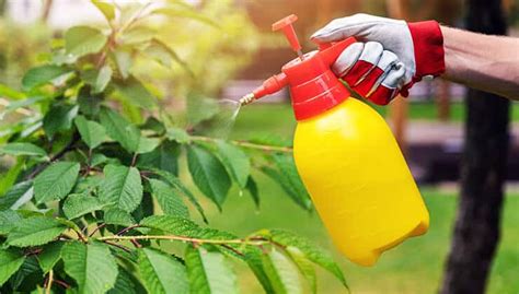 10 Organic Pest Control Methods: What Works? | 24H Pest Pros