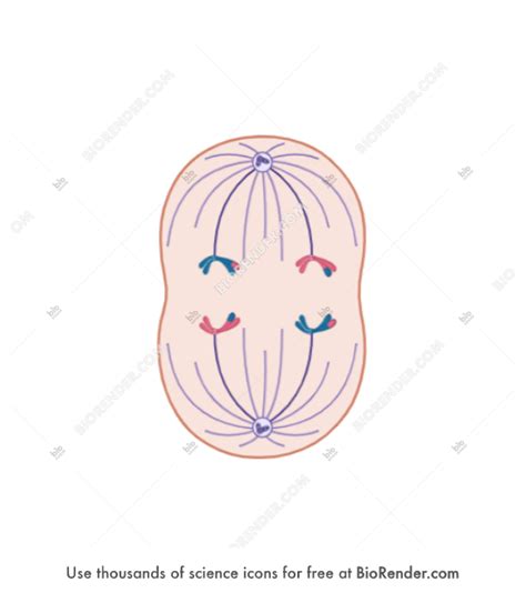 Free Meiosis (Anaphase I) Icons, Symbols & Images | BioRender