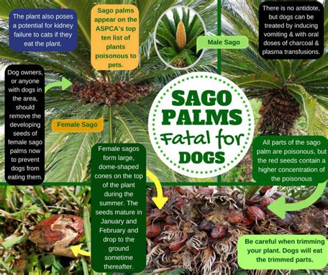 The Hidden Hazard: A Single Sago Palm Seed Can Kill a Medium-Sized Dog