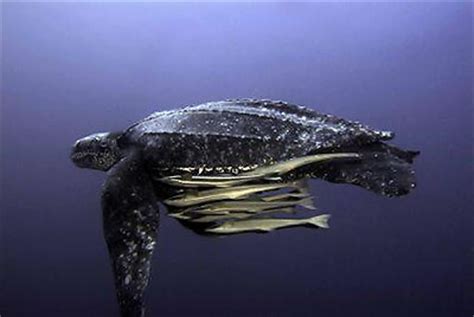 Leatherback Turtle Migration | Census of Marine Life