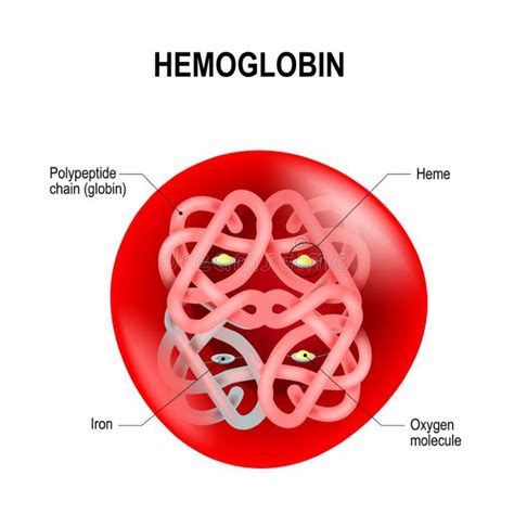 Red blood cell structure | Download Scientific Diagram