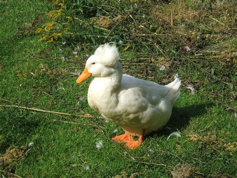 the afro ducks | they are famous around these parts | Ruby's Arms | Flickr