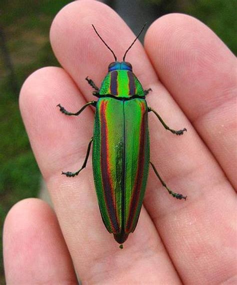 Fun Beetles Facts for Kids