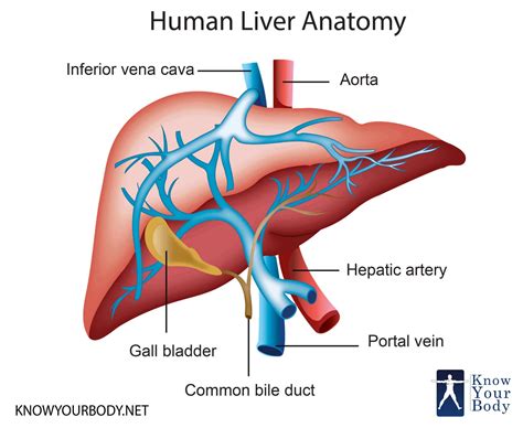 Liver - Location, Functions, Anatomy, Pictures, and FAQs