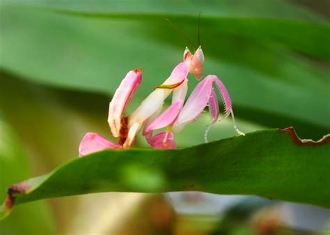 The Orchid Mantis, a Beautiful but Deadly Master of Disguise - Kids ...