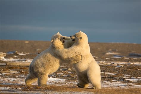 Alaska Polar Bear Photography by Hugh Rose Photography