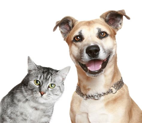 The Difference Between Cats and Dogs | On Pasture