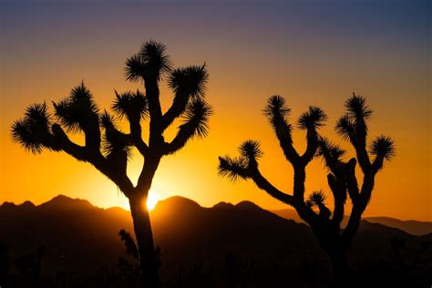 Joshua Tree Sunset - Sunset at Joshua Tree Nat'l Park, Aug 13, 2016 ...