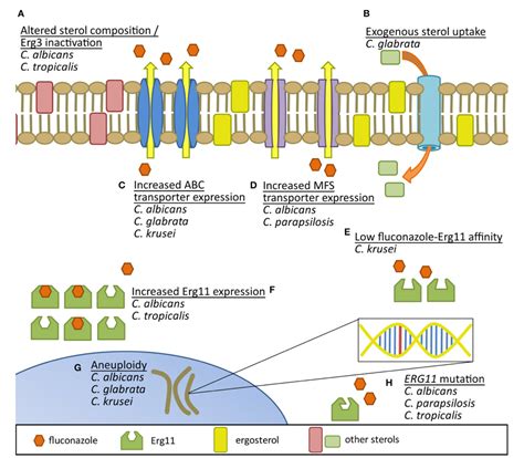 Figure 1 from Azole Antifungal Resistance in Candida albicans and ...