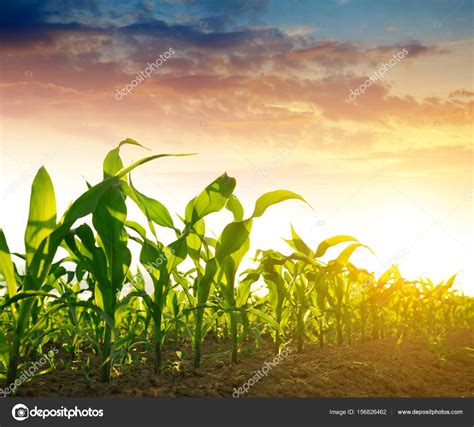 Free photo: Corn Field - Corn, Crops, Dry - Free Download - Jooinn