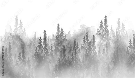 Watercolor group of trees - fir, pine, cedar, fir-tree. black and white ...