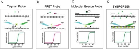 A representation of different molecular probes for the detection of PCR ...