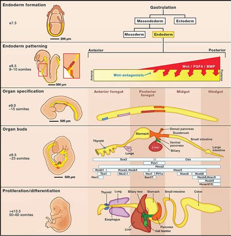 Molecular Mechanisms that Establish Organ Domains Along the Anterior ...