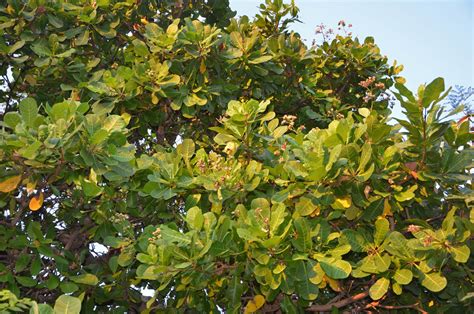 Anacardium occidentale (Anacardiaceae) image 88805 at PhytoImages.siu.edu