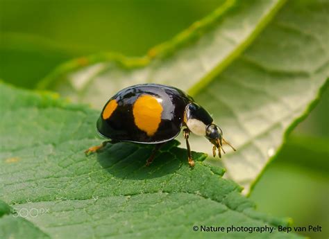 Black ladybug on the edge by Elizabeth Anisclo (Bep van Pelt) on 500px ...