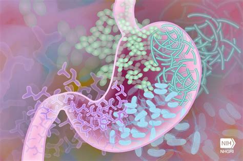 'The Mind-Gut Connection': Could Your Gut Microbes Be Affecting How You ...