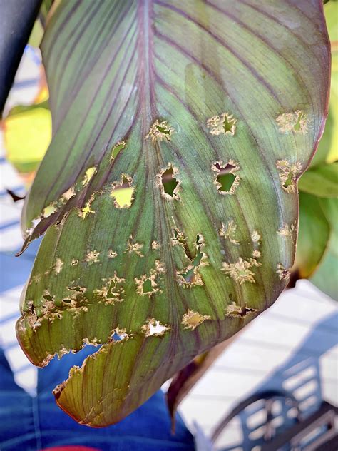 Canna Leaf Rollers Are the Bugs Eating Your Cannas - Birds and Blooms