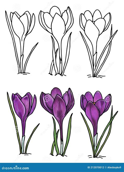 Coloring Page. Ilustration of Crocus, Great Design for Any Purposes ...