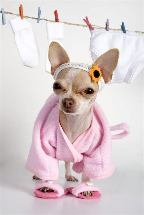 10 Reasons Why Chihuahuas Are The Most Dangerous Pets. The Last One Is ...