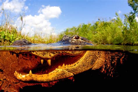 Alligators In The Everglades: Everything You Ever Wanted to Know ...