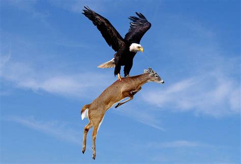 an eagle and deer are flying in the sky