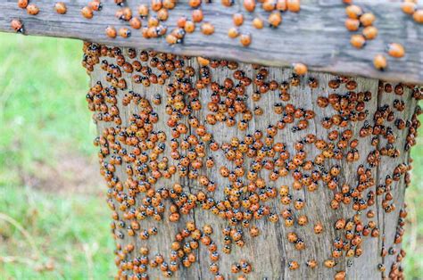 There are actually ‘bad’ ladybugs, and you need to watch out for them ...