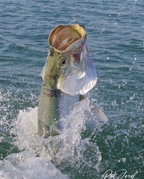 Incredible tarpon jumping shot from @patfordphotos ! Skiff Life