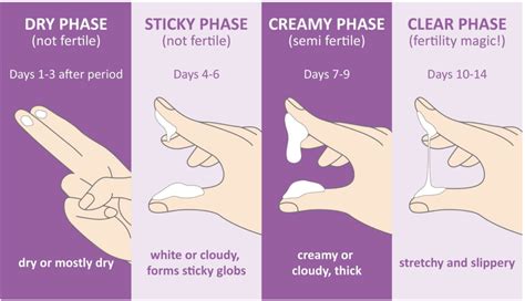 Ovulation Discharge: Fertile vs. Infertile | Fertility Cloud