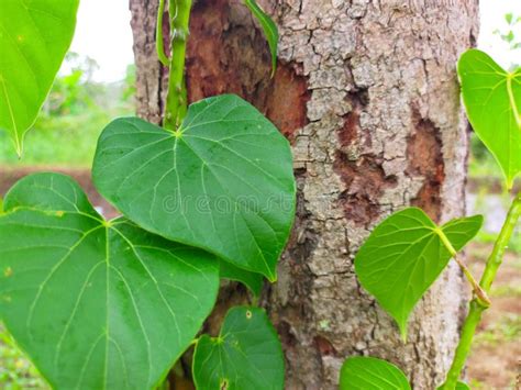 Green Brotowali Medicinal Plant that Propagates in the Tree Stock Image ...