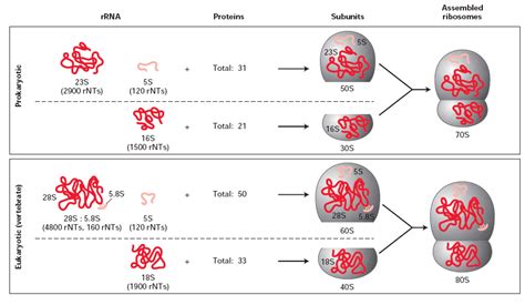 Difference between 70S and 80S Ribosomes (Prokaryotic vs Eukaryotic ...