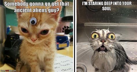 Stare Cat Meme