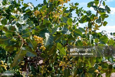 270 Pistachio Tree Stock Photos, High-Res Pictures, and Images - Getty ...